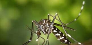 Casos de dengue, chikungunya e zika diminuem no RN em 2021