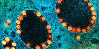 Ômicron continua a avançar e a se tornar variante dominante pelo mundo, diz OMS